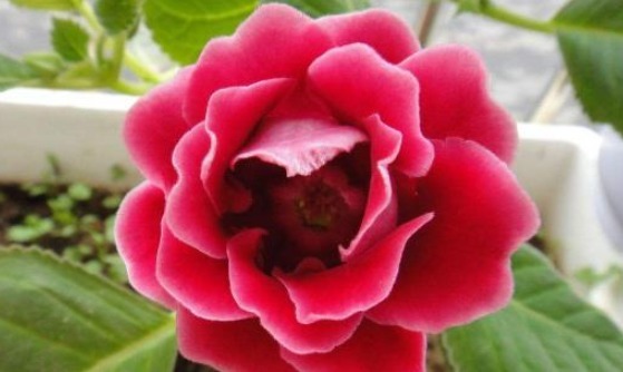 让大岩桐开花多且鲜艳的小秘诀,方法简单,值得收好