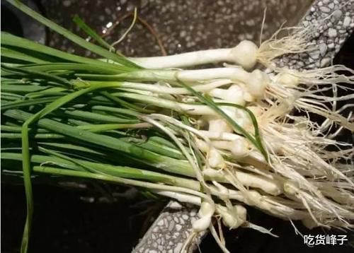春天到了，因此春天遇到這4菜別錯過，等長大了叫白蒿，營養(yǎng)高味道鮮美