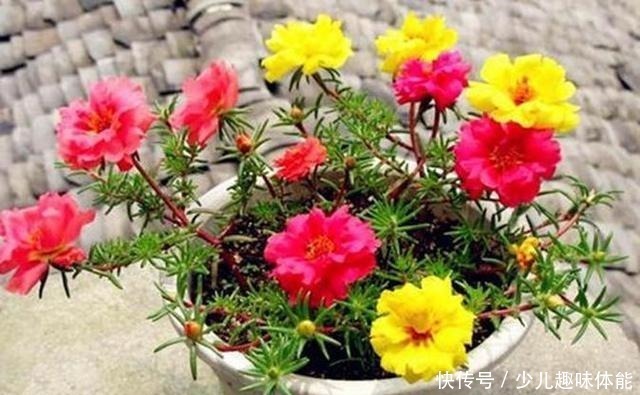 枝条|当太阳花升级成“重瓣花”，照样是开花机器，一根枝条就是一盆花！