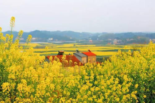 中国十大最美油菜花海