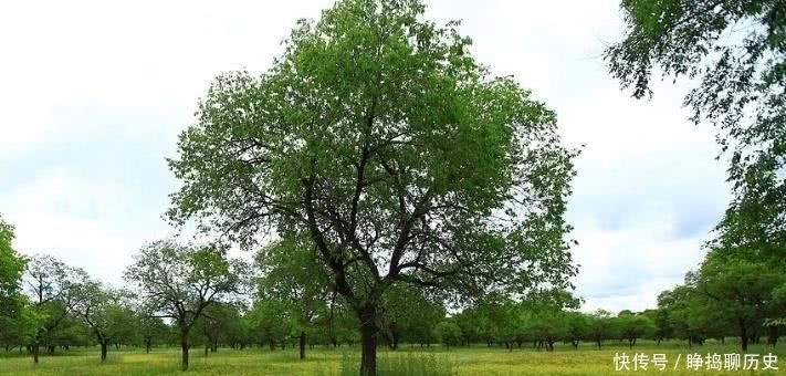  经验|俗语“五树不进宅，财源滚滚来”，古人的2句生活经验，至今受用