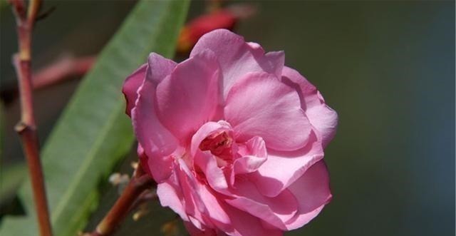 4种花草也“相克”,难怪怎么都养不好,原来被“克”住了!