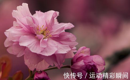 繁花似锦|8月初，繁花似锦，铭记前任，真情挽回，姻缘再续，余生琴瑟和鸣