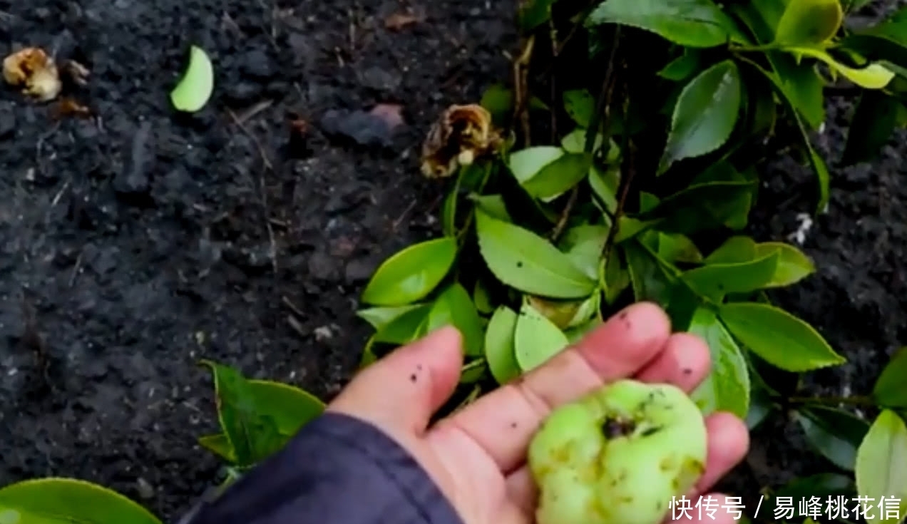 野果子|农村山上的这种“野果子”，是很多80年代人的回忆，你们都吃过吗