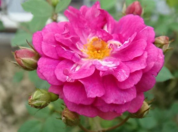 喜欢月季就养它！比菊花艳，比牡丹好养，一开300天，轻松变花海