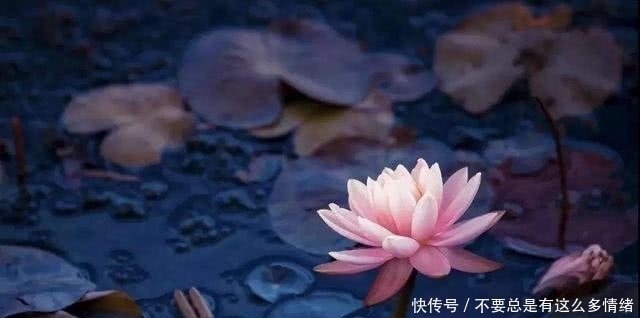 最适合在家修行之“八关斋戒”,人人皆可做到