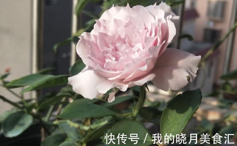 栽培|香味十足的月季蜻蜓，栽培扦插简单，值得园艺新人“踩雷”