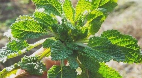 一种野菜叶子长满疙瘩,闻着臭,吃起来却很香,炒鸡蛋味道更好!