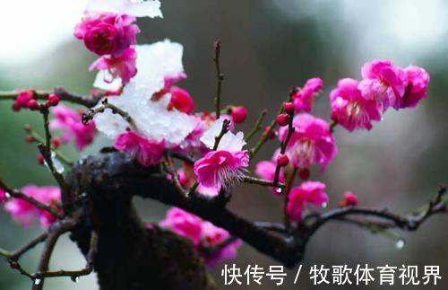 被名字耽误的2种花,颜色艳丽皮实好养,家里“老人”不喜欢