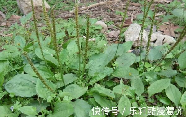 香椿炒鸡蛋|常误以为是野薄荷,看到名字才知道对不上,炒鸡蛋堪称一绝,真香