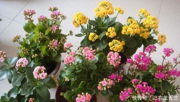 生长|长寿花这样养, 秋天蹭蹭长, 冬天花爆盆!