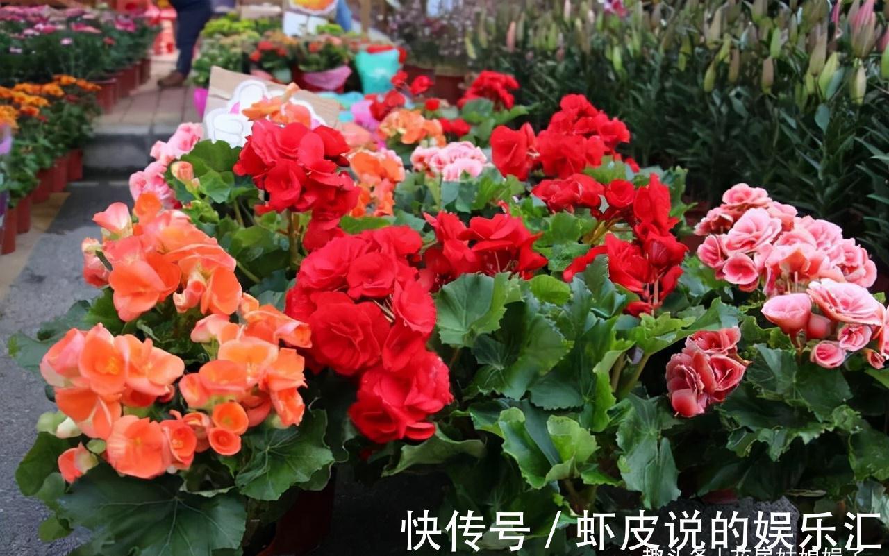 14种冬天开花的花卉,好养不娇气,为冬天添一抹色彩