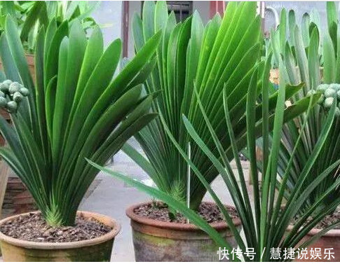 手把手教你“君子兰”换盆,做好关键几点,年年开花不断,长得旺