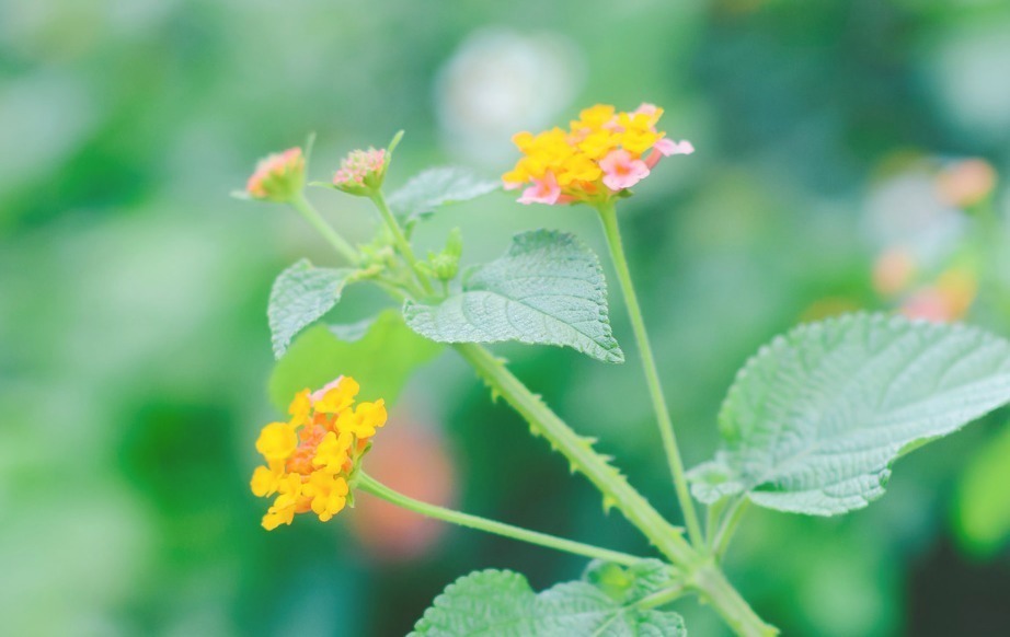 猴女|这生肖女,旺夫命十足,孩子懂事听话,夫妻感情和睦,连旺三代