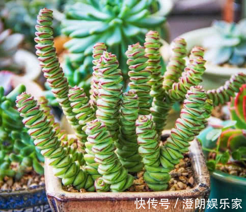 生活环境|3种多肉漂亮又好养，扔盆里不用管都能长爆盆，懒人新手都能养好