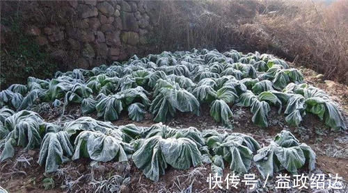 霜打过的菜为何甜?这4种菜不怕冻,别错过最后一种,越冷越好吃