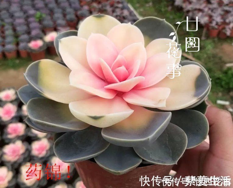 廿四|花贩子不小心说漏嘴的秘密：4种花再漂亮也别买，买了只会添堵