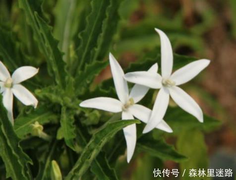 杨贵妃|农村的1种野草，人称“安眠草”，药用价值高，治失眠效果好