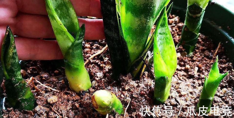 虎皮兰容易饿，盆里多喂二种肥，根壮叶绿，小芽长不停