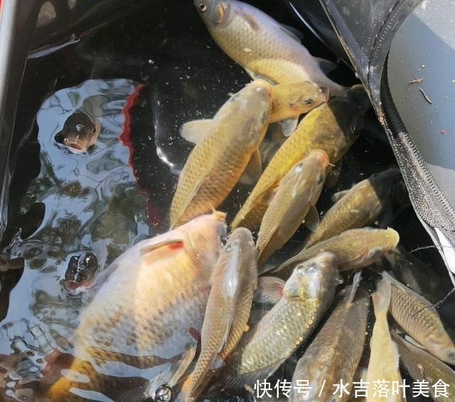 海南出现成群禾花鲤,有人2小时钓半桶,大的有1斤多!