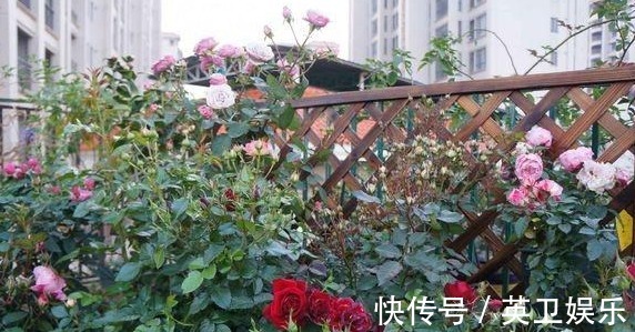 养月季花，做好“3点”，保证少生病开花多，一整年都有花赏