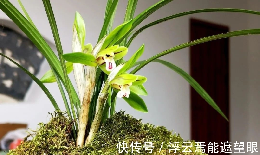 柳树枝发酵水浇兰花可以吗？关于兰花浇肥水，这几点兰友须知