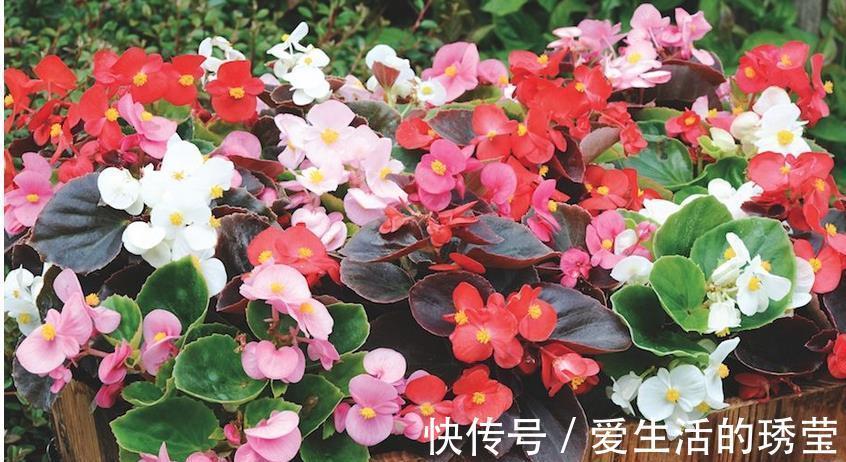 花友|适合家里养的4种花，全年开花不长虫