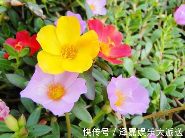 养花|喜欢养花,不如养盆大花秋葵,家里养四款花,花开易爆盆