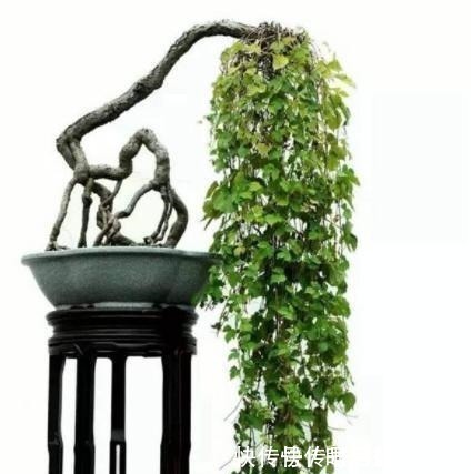 修剪|这个植物墙角常见,做成盆景原来如此美观,是草还是树不用再纠结!