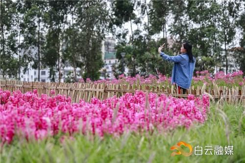 确定不来？有火车经过的公园，宫粉紫荆花开成片，浪漫满屏！