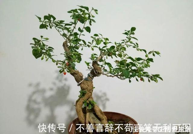 阳台上|还在苦苦养花吗？今年都流行种果树了，开完花就结果，味甜真不错