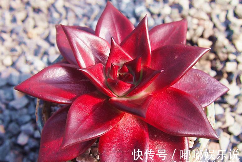 罗密欧|叶片四季皆红的多肉罗宾，不管你说它好不好养，反正我是觉得好养