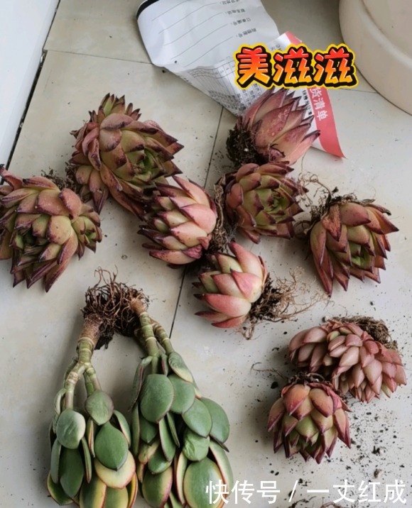 路边的多肉真便宜,1块钱1盆,不要买!买上一堆还不如买1棵