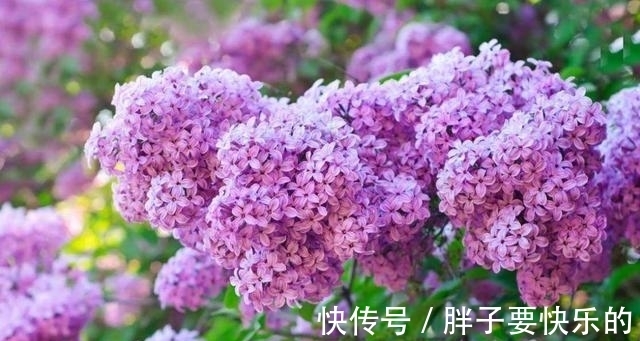 几款花卉好养易活,不闻不问,好养易开花,花香四溢飘满屋