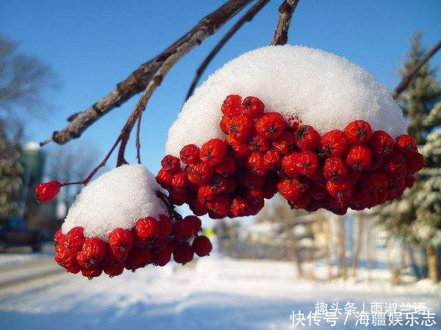 此花是避雷的神树，放于七座炉灶中也烧不断，象征着不懈怠的心