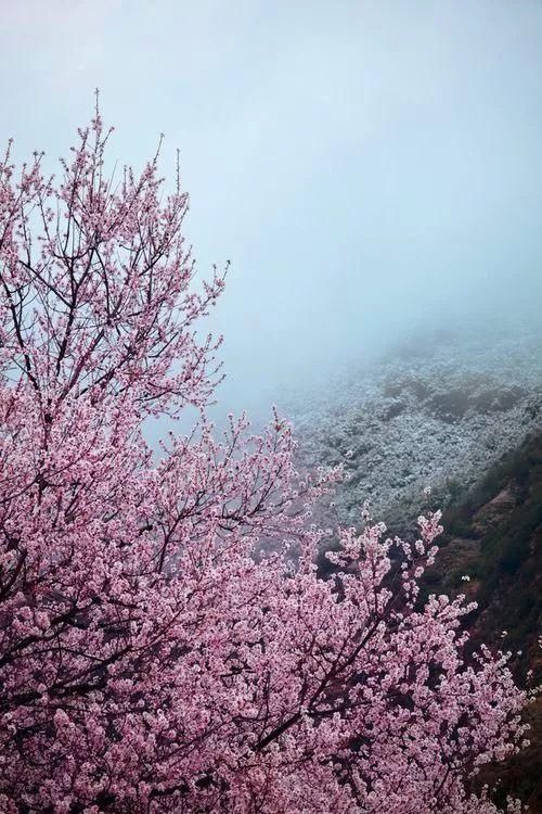 飘雪4月~西藏桃花