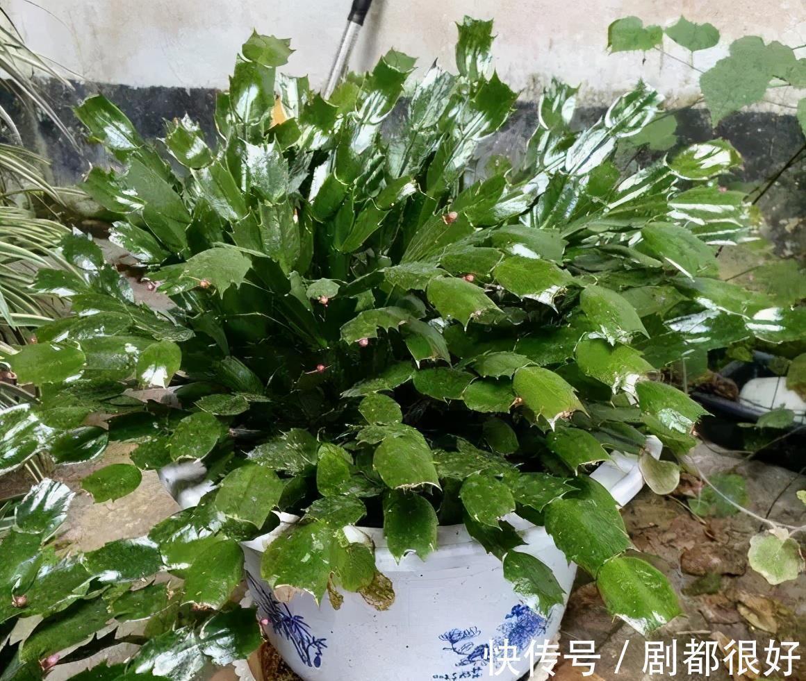 肥厚|养蟹爪兰,土里加点“料”,叶片厚实硬邦邦,奋力开花一百朵