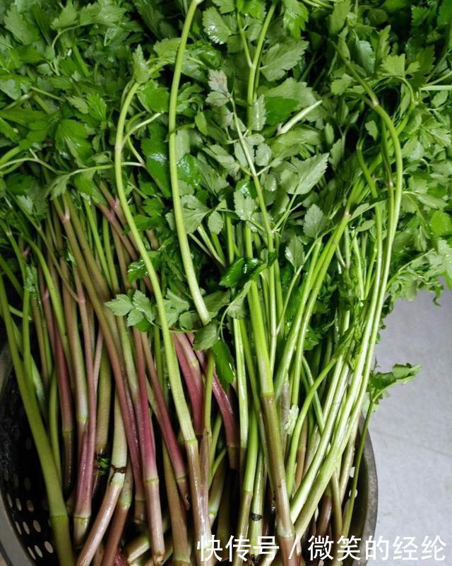 芹菜|建议:常见的这4种野菜,尽量少吃或不吃,或会危及健康
