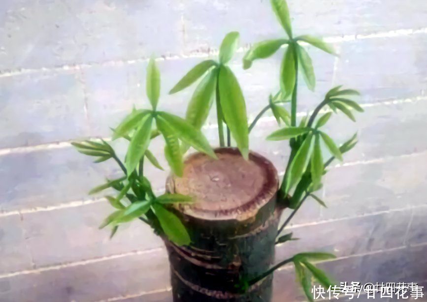 实用|发财树枝叶少不要急，用个小妙招，轻松“爆芽”，简单实用