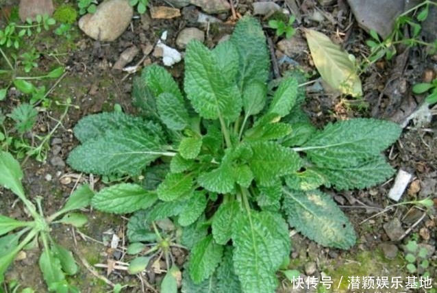 野菜|这种野菜虽长相丑陋,却是餐桌上的美食,还有很高的药用价值