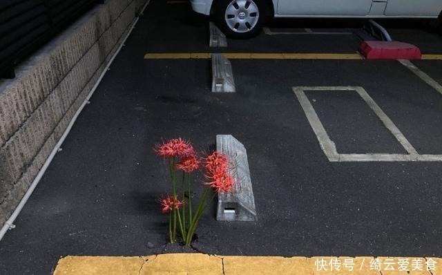 停车场|日本停车场里长出了彼岸花,结果动漫爱好者们纷纷玩起了梗