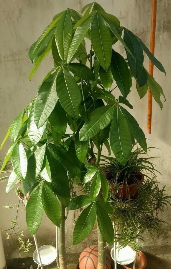 6种花，夏天一定要管住手，水一多就浇死，很多人不知道