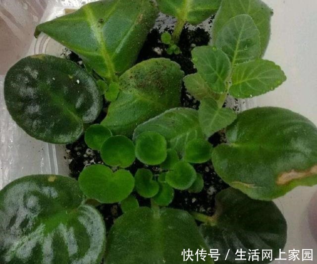 扦插花卉不用枝条，5种常见的花，摘片叶子就能插活！