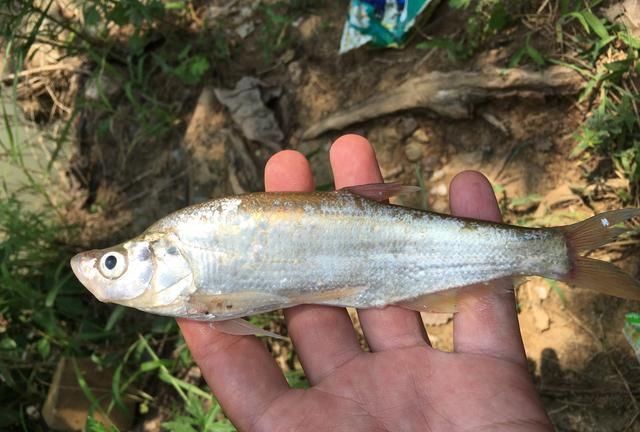 童年回忆杀中的10类鱼,你钓过几种?这3种鱼真的是遗憾!