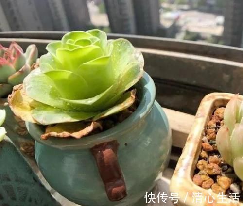 北风|北风呼呼地刮,露天阳台还能盆栽多肉吗?该怎么管?