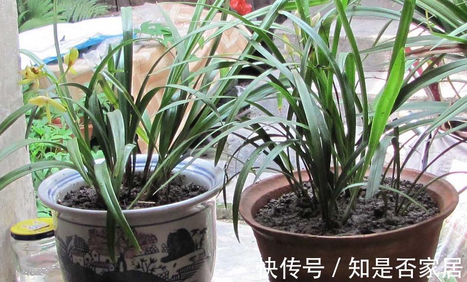 窍门|植物换盆有讲究！记住3个窍门，新手操作无需多担忧