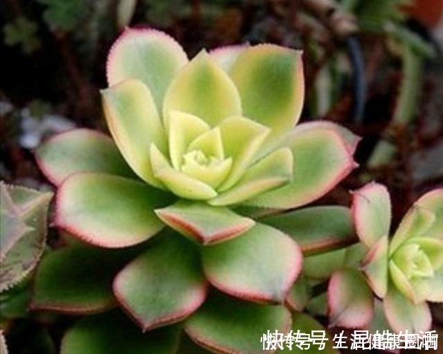 蛭石|养多肉,土壤中就得加点儿这种“材料”,长势才会喜人!