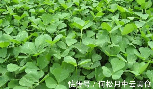 江南人|60种常见野菜,高清大图,收集全了真不容易!