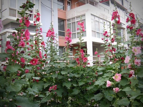 漂亮的蜀葵开花了，随便撒些种子，来年就是一片花海！