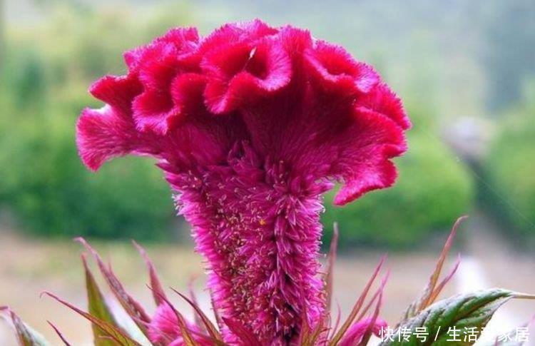 家养这些植物,阳台开出花海,花姿妖娆,四季繁花似锦